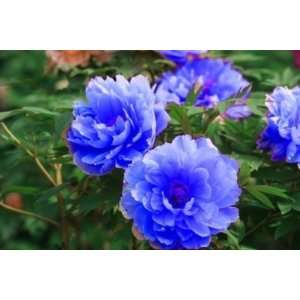   blue Peony 5 seeds Beautiful lovely HOT color Patio, Lawn & Garden