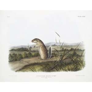     32 x 24 inches   Spermophilus Mexicanus, Mexica