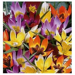  Wildflower Tulip Bulb Mix Patio, Lawn & Garden