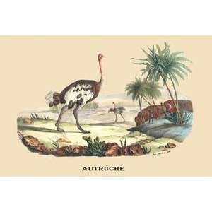  Vintage Art Autruche (Ostrich)   08902 4