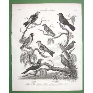  BIRDS Ornithology Tanager Finch Phytotoma   1820 SCARCE 