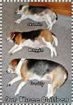  Profile for Legal Beagles