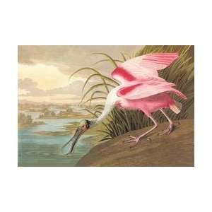  Roseate Spoonbill 20x30 poster