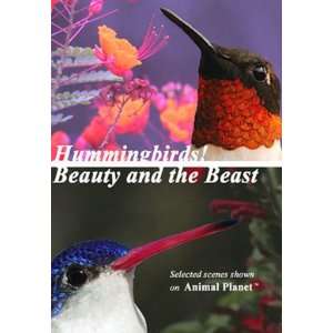 Avian Video Center Hummingbirds Beauty And The Beast Spectacular Video 