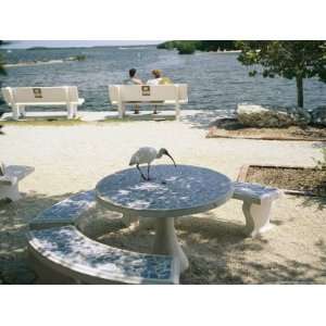  White Ibis, Eudocimus Albus, Explores a Mosaic Table 