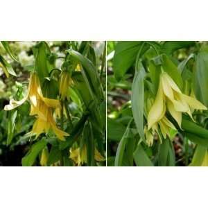  Bell Worts (Uvularia grandiflora) 10 roots Patio, Lawn 