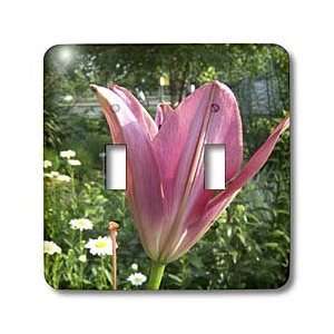  Jackie Popp Nature N Wildlife flowers   Pink tulip   Light 
