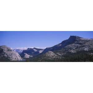 Pine Trees on a Landscape, Yosemite National Park, California, USA 