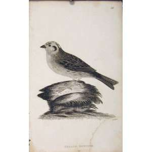  Yello Bunting Antique Print Black White Bird Art Old