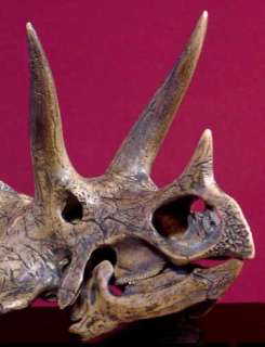   Accurate Museum Quality 1/10 Scale DETALED Model of TRICERATOPS SKULL