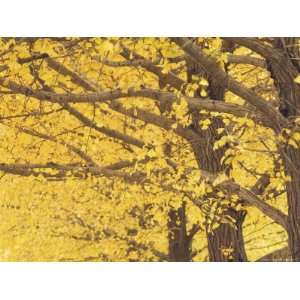  Gingko Trees in Autumn, Temple of Heaven Park, Beijing, China 