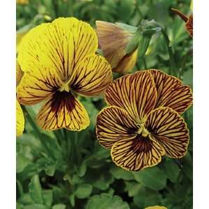  Viola, Eye Of The Tiger 1 Pkt. (25 seeds) Patio, Lawn 