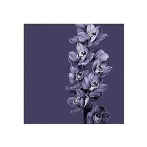  Mauve Orchid #1   Poster (19.7x19.7)