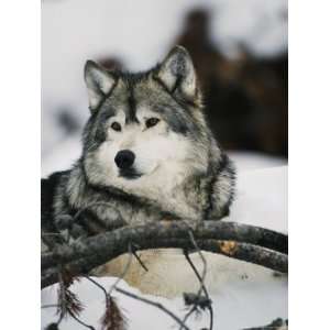  Portrait of a Captive Gray Wolf National Geographic 