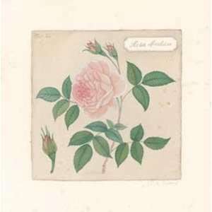 Rosa Indicia   Poster by Violette Bouchard (6x6) 