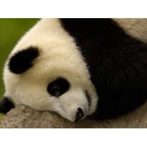  Giant Panda Baby, Wolong China Conservation and Research 
