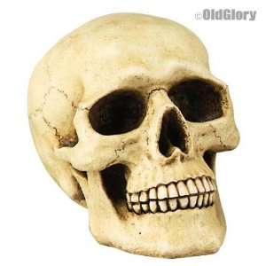  Full Size Human Skull