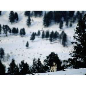 Distant View of a Gray Wolf Howling on a Snowy Hillside Photographic 