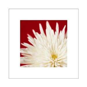  Chrysanthemum, White On Dark R Poster Print