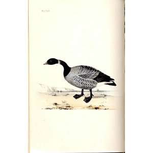 Brent Goose Meyer H/C Birds 1842 50
