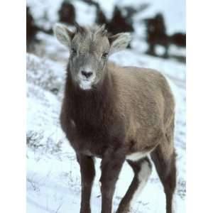 Bighorn Lamb Standing on a Mountainside in Winter Time Photographic 
