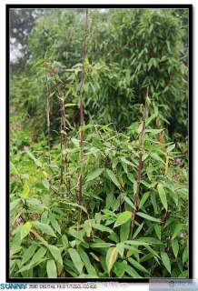 Cotton bamboo~~~~~50 nice seeds  