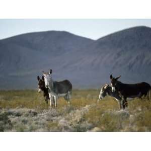  Wild Burros Wander Near Death Valley National Park 