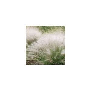  Muhly Grass White Cloud Plant Patio, Lawn & Garden