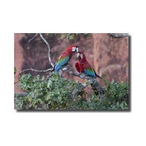  Greenwinged Macaws Giclee Print