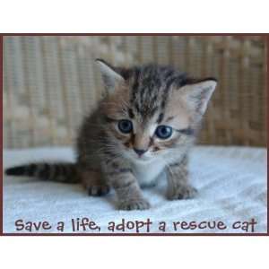  Save a life, adopt a rescue cat Postage Stamp Office 
