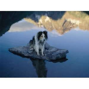  A Dog Perches Upon a Rock in the Middle of a Glassy Lake 