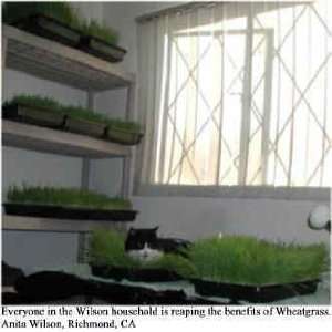  Dog & Cat Pet Organic Wheatgrass Growing Kit   Wheat Grass 