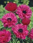 30 PINK DOUBLE Anemone St Brigid THE ADMIRAL Bulbs