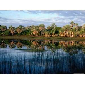  Palm Tree Reflections in Lake, Madagascar Movies 