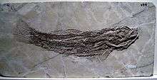 SINAMIA Fish Fossil 10 Jurassic 150 Million Years Old  