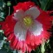  Flag. Beautiful single red poppy variety with a broad white cross 