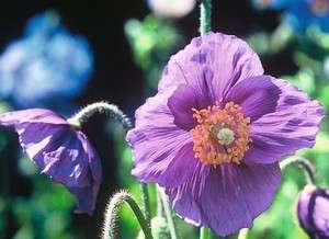 50 Seeds Himalayan Hensol Violet Poppy Seeds FLOWER SEEDS  