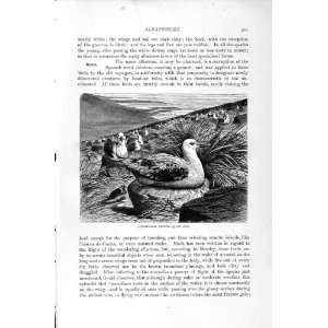  NATURAL HISTORY 1895 ALBATROSSES NESTING BIRDS PRINT