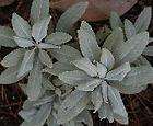 Salvia Apiana 400 Seeds California White Sage make smudge sticks