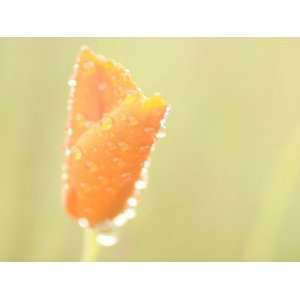 Water Drops Cling to the Petals of a California Poppy Photographic 