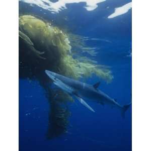  Blue Shark (Prionace Glauca) under a Mass of Drifting Kelp 