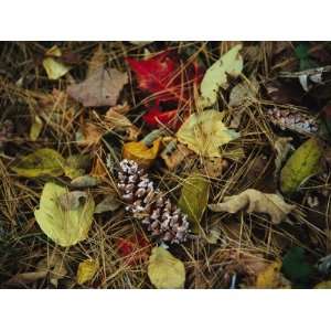 Pine Needles and Cones, and Autumn Leaves Along the Appalachian Trail 