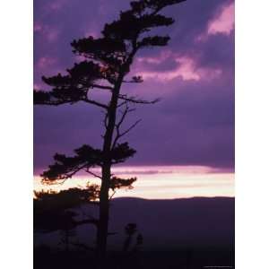  Silhouette of Tree with Pink Clouds, Newfoundland, Canada 