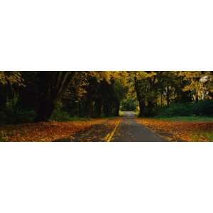  Autumn Leaves on the Road, Olympic Peninsula, Washington State 