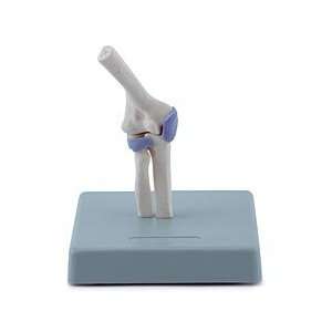 Altay Mini Human Joints Set  Industrial & Scientific