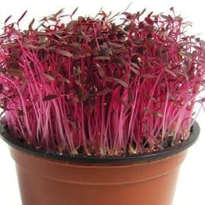  Red Garnet Amaranth Herb Seeds 150mg Pkg Patio, Lawn 