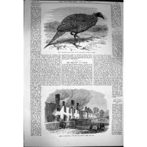  1870 Vulturine Guinea Fowl Ruins Broadclist Exeter