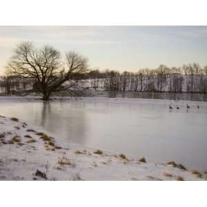  Geese Explore the Frozen Surface of a Country Pond Premium 