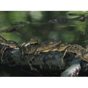 Group of Baby American Crocodiles Rest on a Partially Submerged Log 