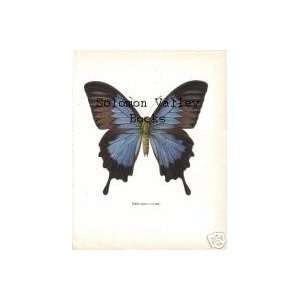   10 Colour Plate Of Papilo ulysses (Butterfly) 